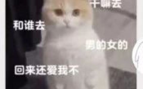 干嘛去 和谁去 男的女的 回来还爱我不 猫表情包